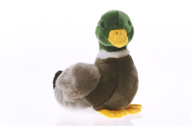 Mallard Duck