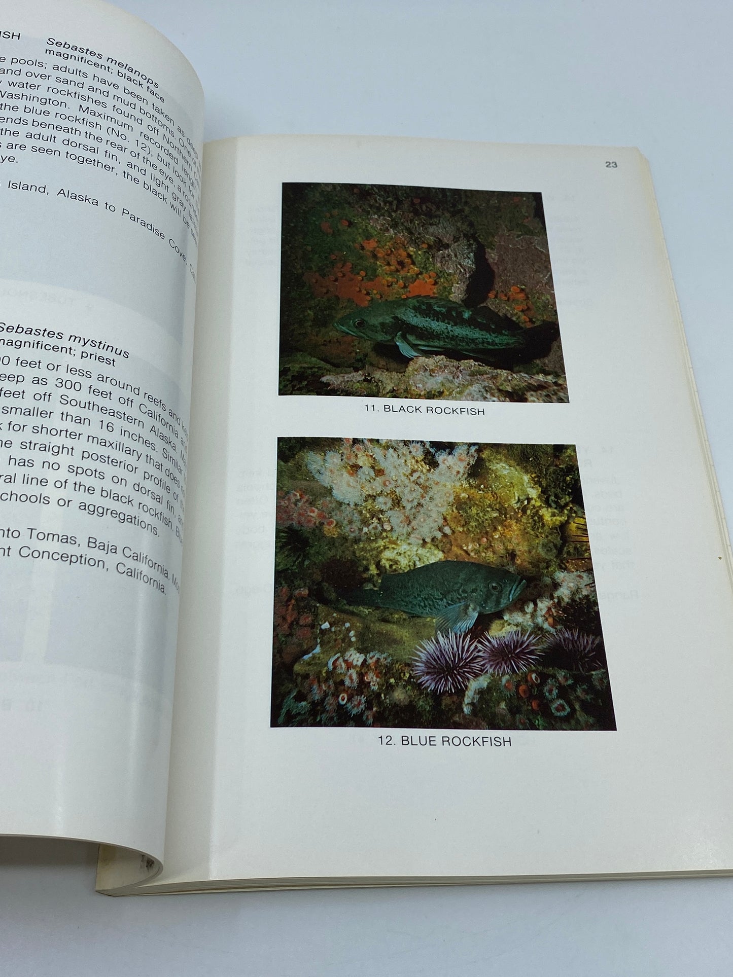 Fishwatcher's Guide