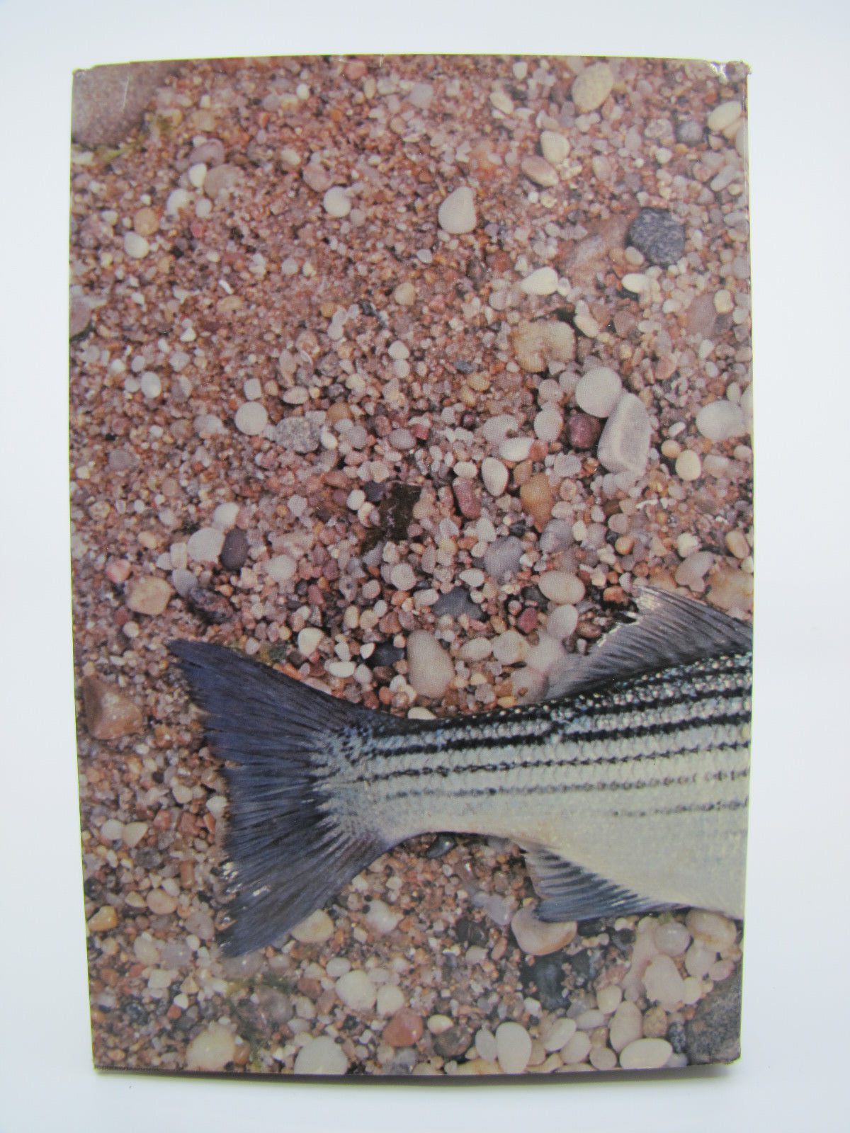 The Complete Book of the Striped Bass