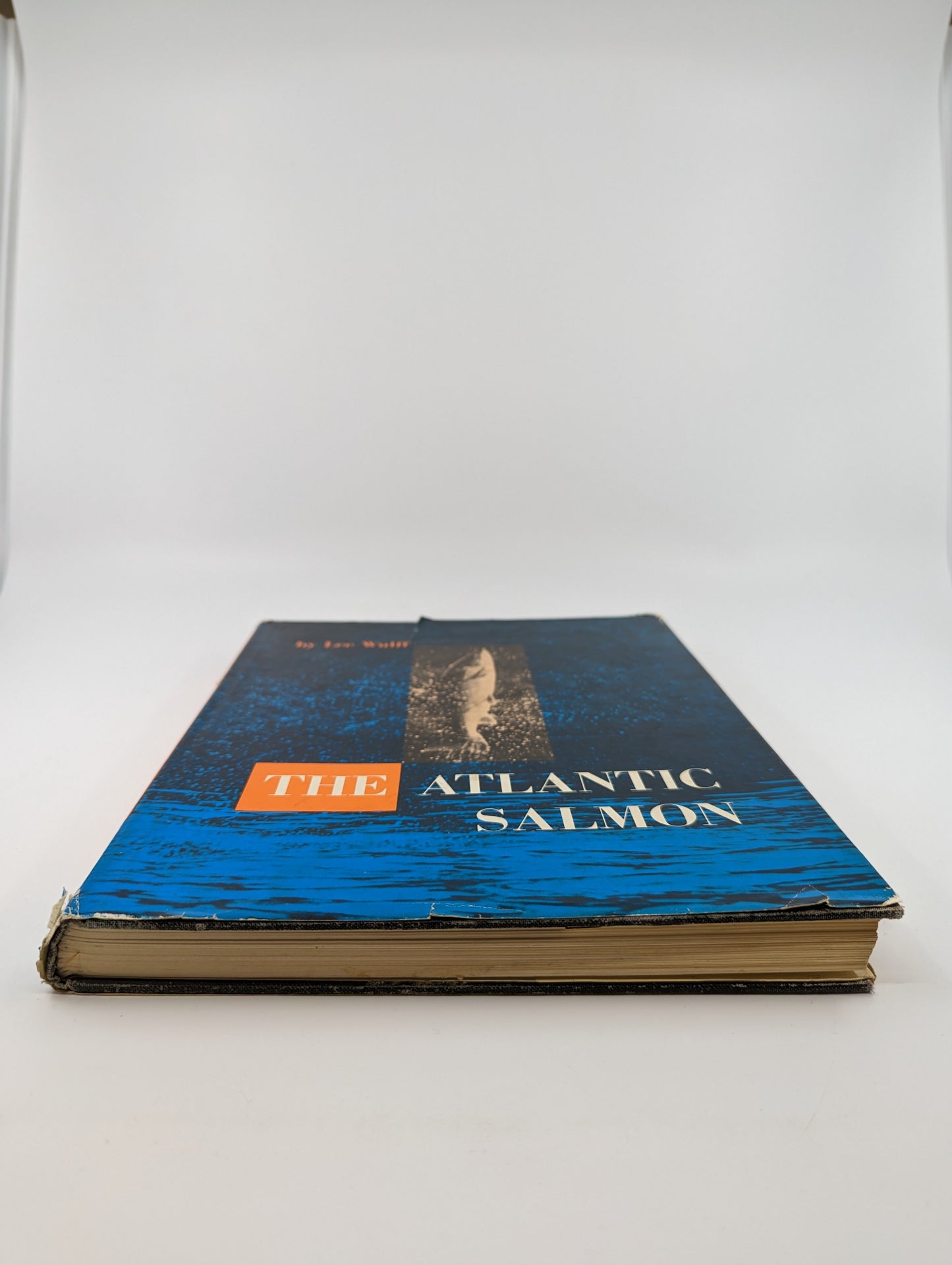 The Atlantic Salmon