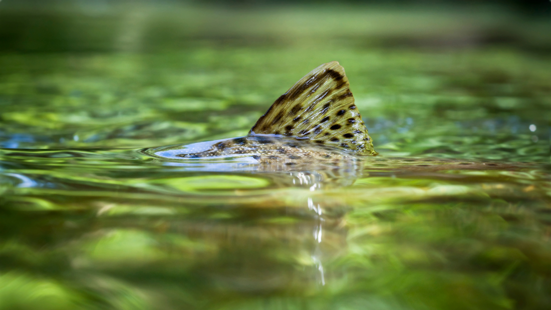 Trout Unlimited Canada Rebrands as Freshwater Conservation Canada