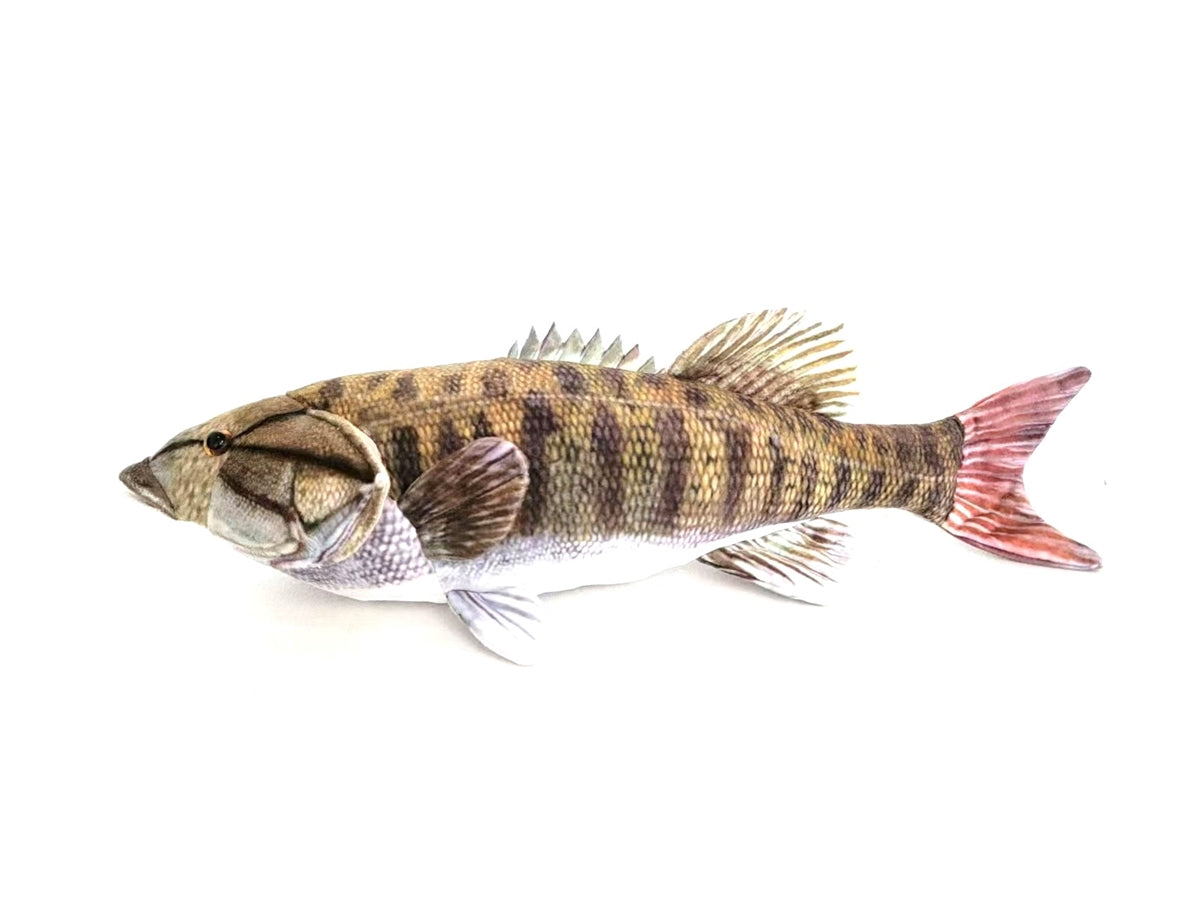 Smallmouth Bass