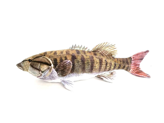 Smallmouth Bass
