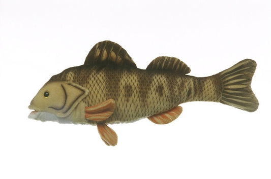 Yellow Perch