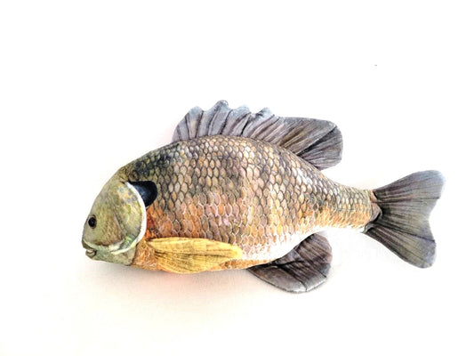Bluegill