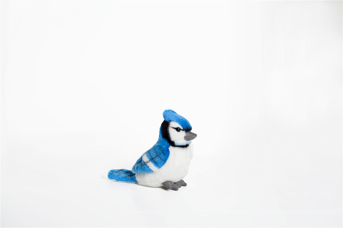 Blue Jay