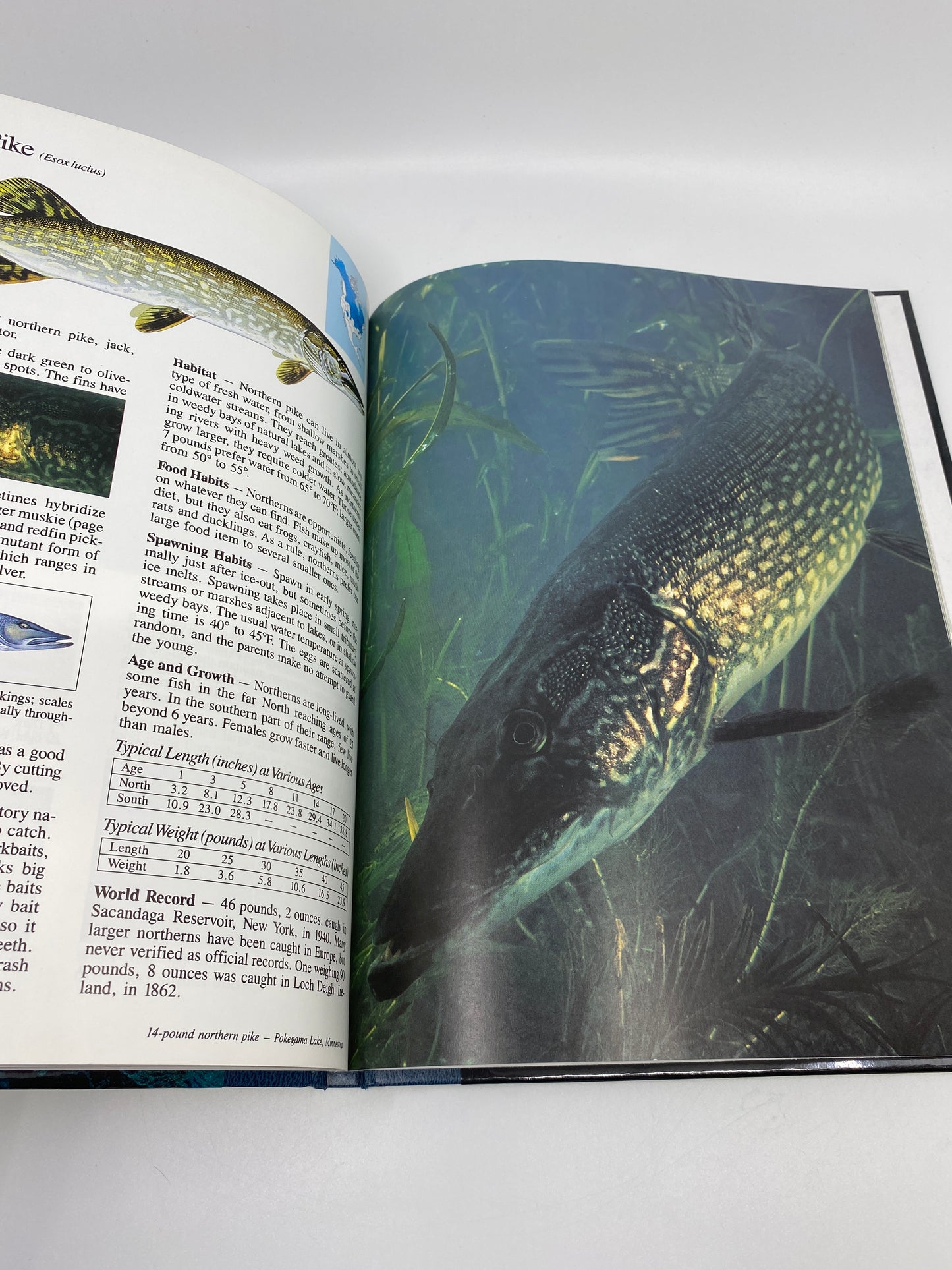Freshwater Gamefish of North America