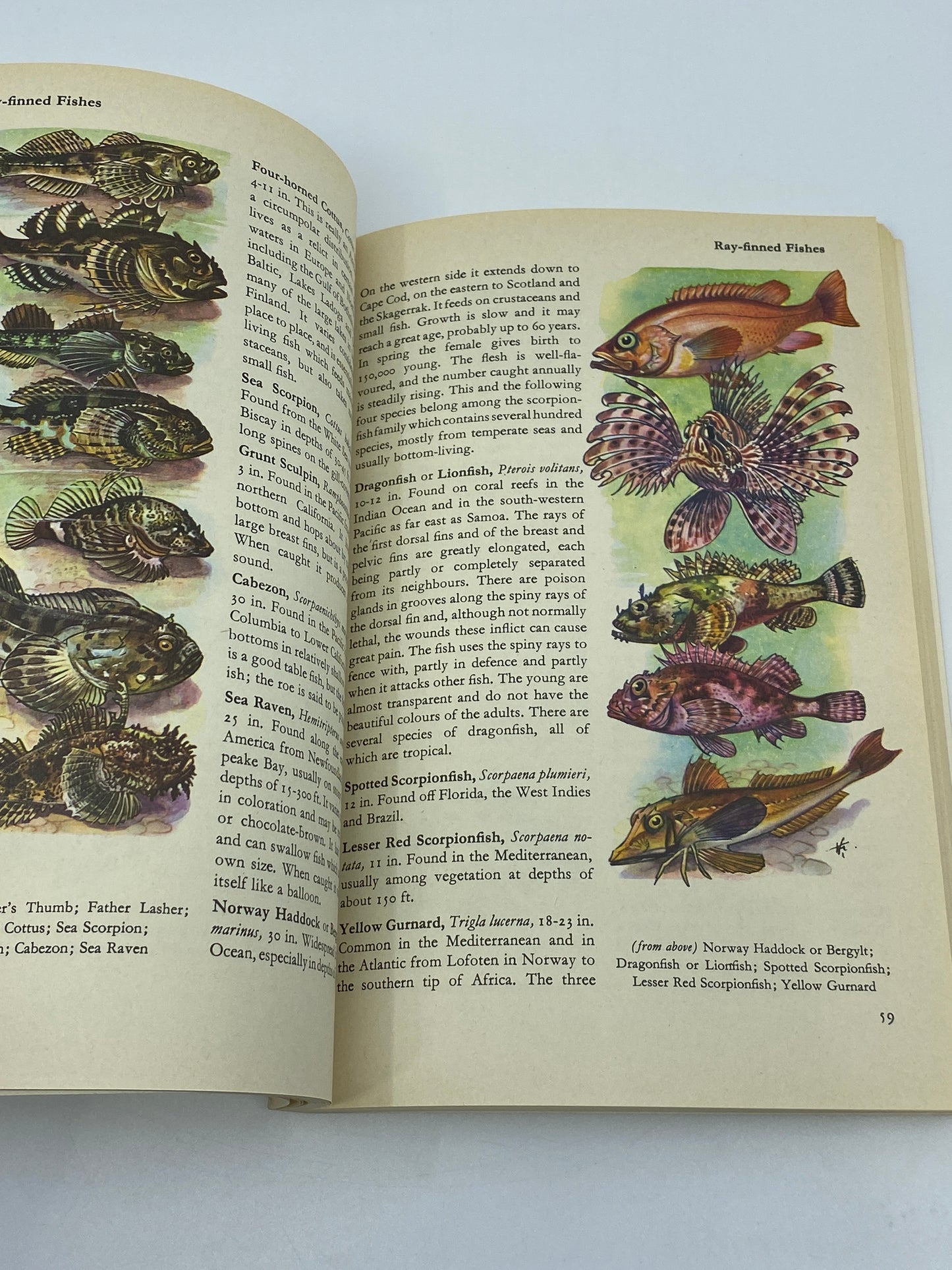 Fishes of the World