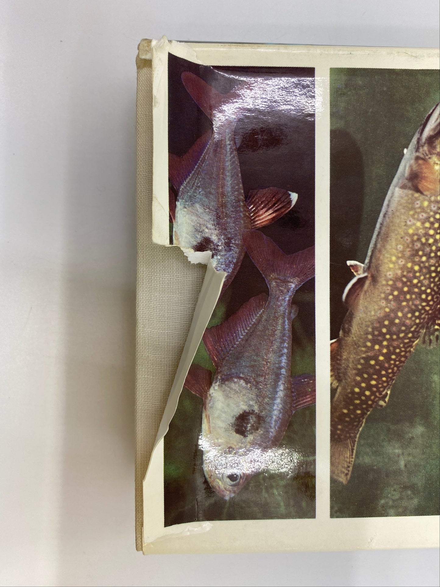The Pictorial Encyclopedia of Fishes