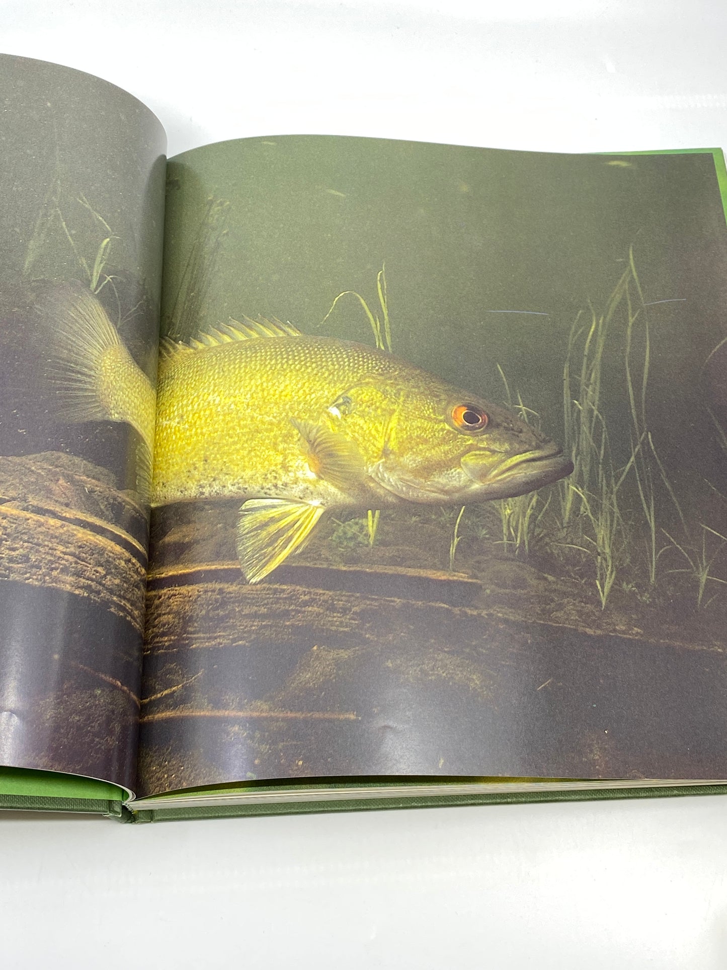 Game Fish of North America