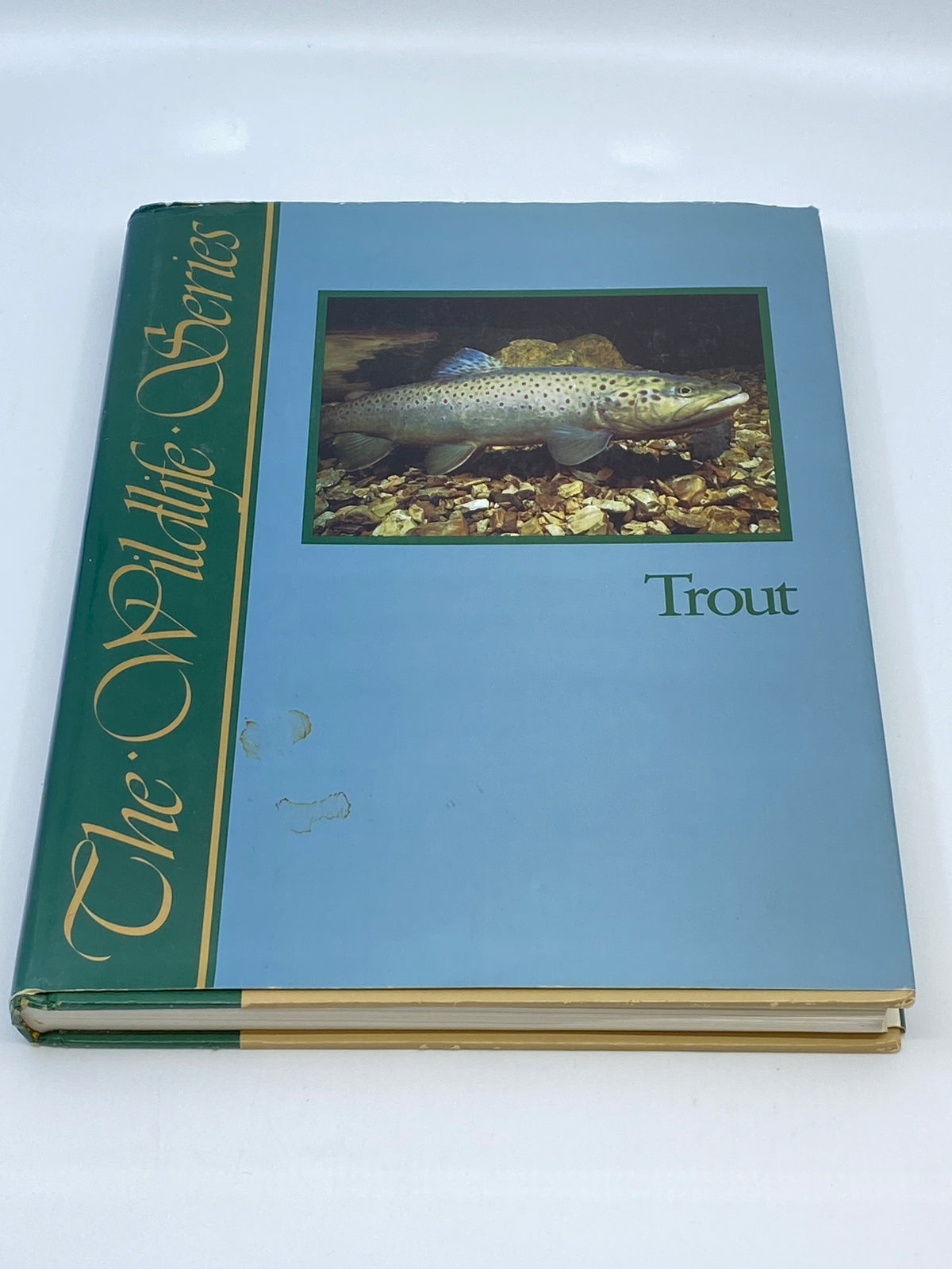 Trout