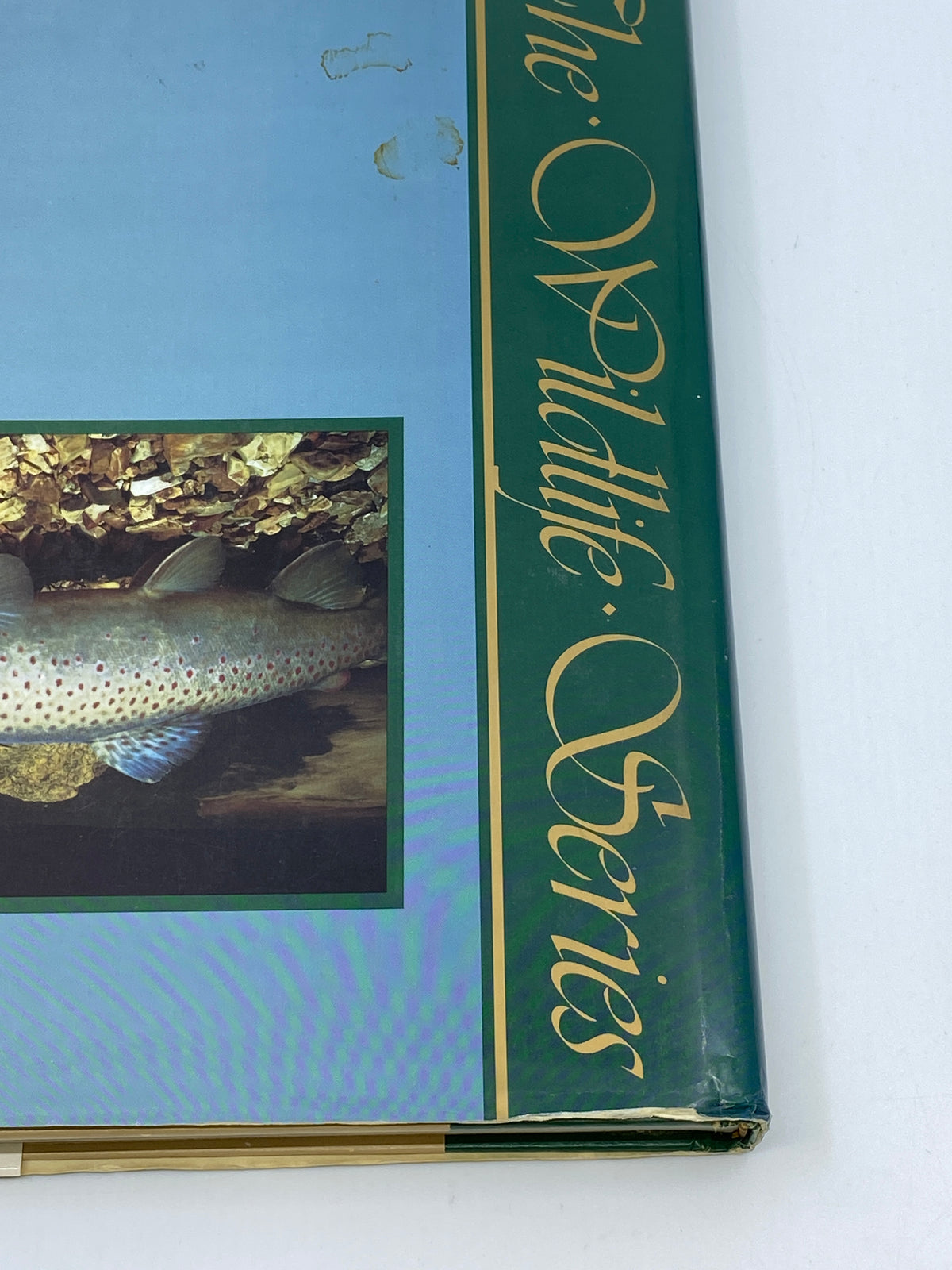 Trout