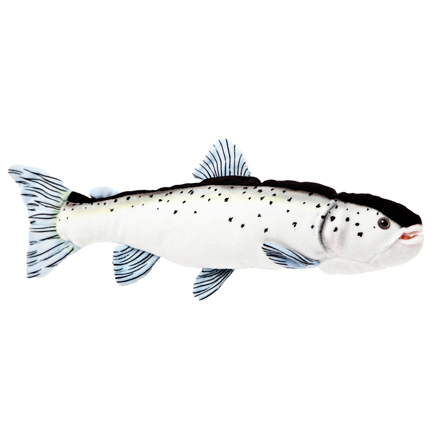 Atlantic Salmon