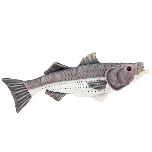 Striped Bass